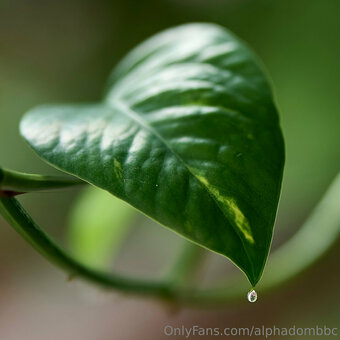 alphadombbc alphadombbc