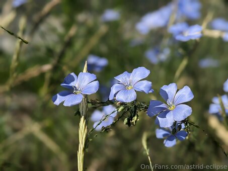 astrid-eclipse Nude Leaks Photo 13