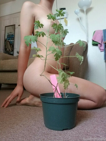 buddingroselia Nude Leaks OnlyFans Photo 14