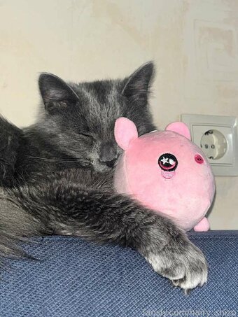 daria / hairy_shizo / https: / theofficialdaria Nude Leaks OnlyFans Photo 14