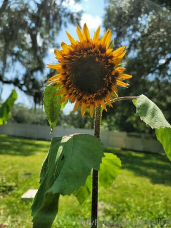 deealice Nude Leaks Photo 3