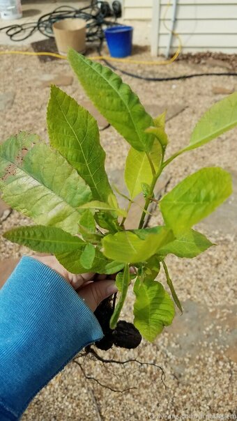 driftinggem Nude Leaks Photo 5