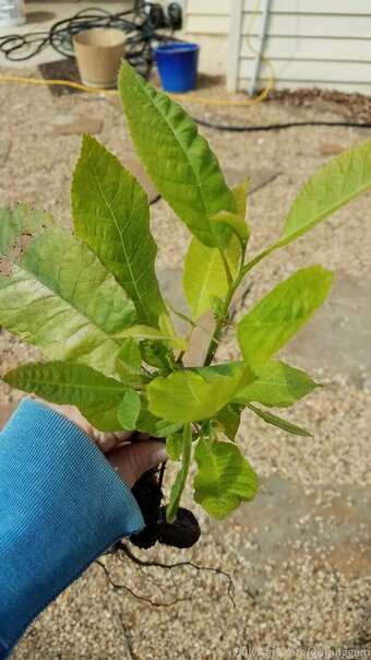 driftinggem Nude Leaks Photo 6