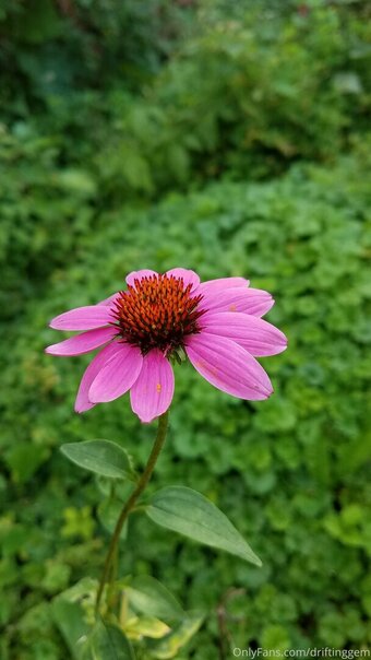 driftinggem Nude Leaks Photo 7