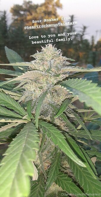 elithefearless Nude Leaks Photo 20