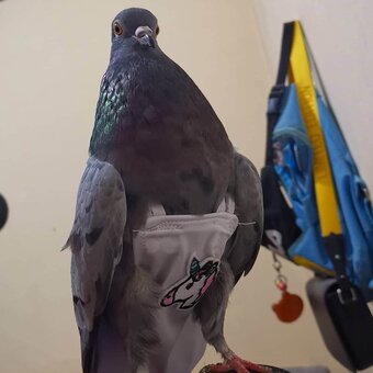 firefliesirl / milastauffer__ Nude Leaks OnlyFans Photo 8