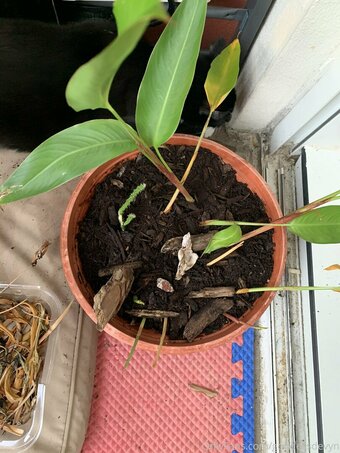 goddessdevyn Nude Leaks Photo 2