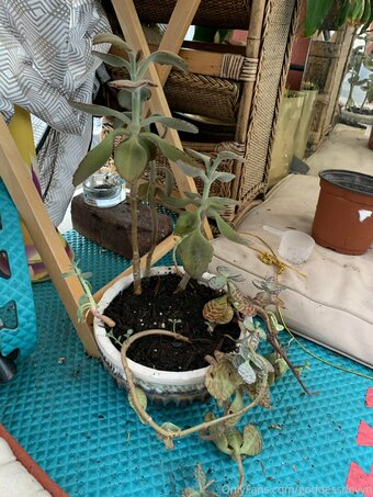 goddessdevyn Nude Leaks Photo 3