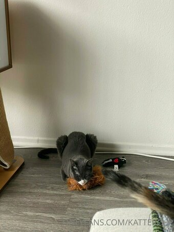 kattercup Nude Leaks Photo 2