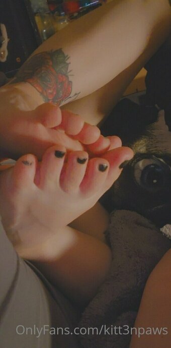 kitt3npaws