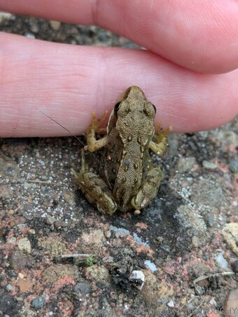 maplemooncosplay Nude Leaks Photo 13