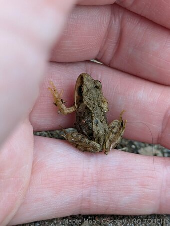 maplemooncosplay Nude Leaks Photo 14