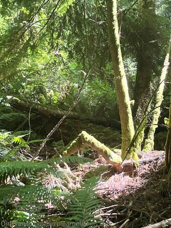 offgridamelia Nude Leaks Photo 14