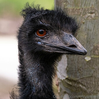 onlysmithy Nude Leaks Photo 2