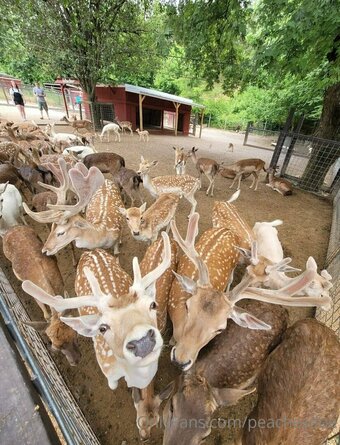 peachesdoe Nude Leaks Photo 32