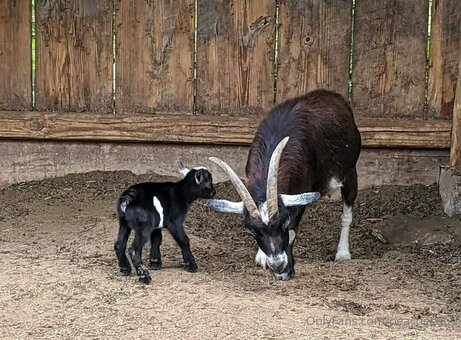 peachesdoe Nude Leaks Photo 33