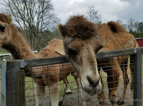 peachesdoe Nude Leaks Photo 34