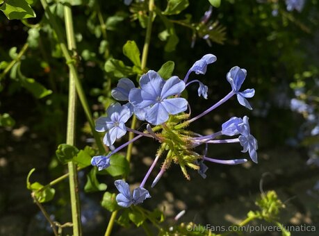 polverelunatica Nude Leaks Photo 17