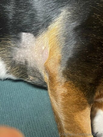 sadiespit Nude Leaks Photo 21