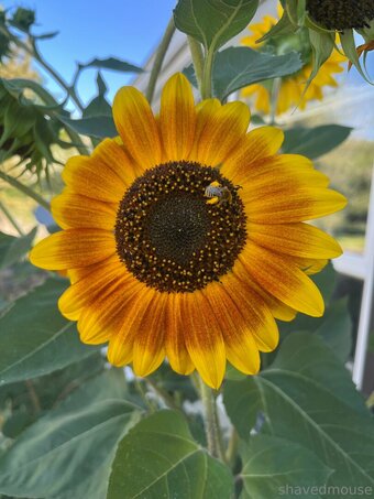 shavedmouse Nude Leaks OnlyFans Photo 4