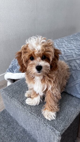 Simenssofia Nude Leaks OnlyFans Photo 73