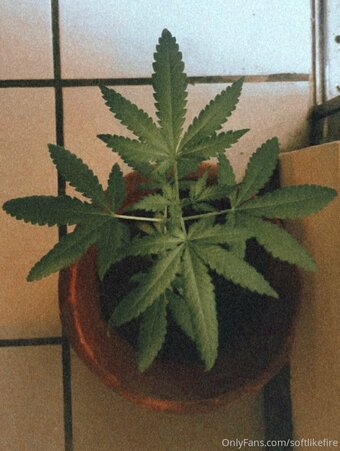 softlikefire Nude Leaks Photo 10