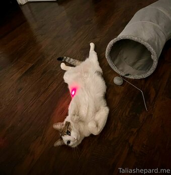 taliashepard Nude Leaks Photo 6