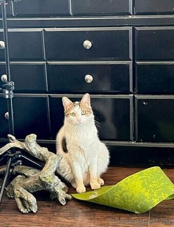 taliashepard Nude Leaks Photo 13