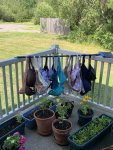 bras-i-did-a-little-laundry-LGZAnd.jpg