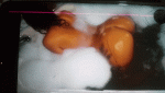 neisha_3.gif