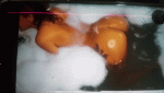 neisha_6.gif