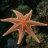 starfish909